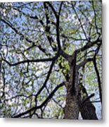 Dogwood Canopy Metal Print