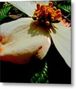 Dogwood Closeup Metal Print