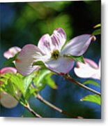 Dogwood Flowers Metal Print