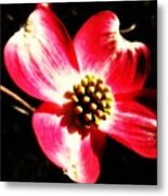 Dogwood On Black Metal Print