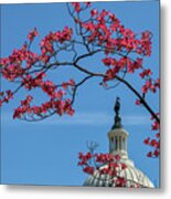 Dogwood Over The Capitol Metal Print