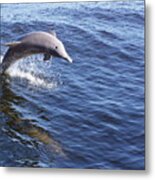 Dolphin Jump Metal Print