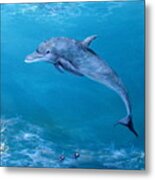 Dolphin Trip-tic #3 Metal Print