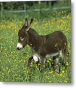 Donkey Equus Asinus Foal In Field Metal Print
