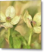 Double Dogwood Blossoms In Evening Light Metal Print