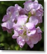 Double Lavender Stocks From The Vintage Mix Metal Print