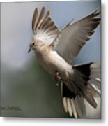 Dove Takeoff Metal Print