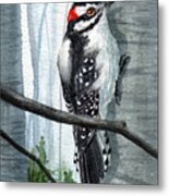 Downey Woodpecker Metal Print