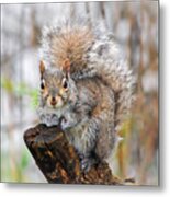 Downright Adorable Metal Print