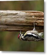 Hairy Woodpecker Metal Print