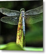 Dragonfly 1 Metal Print