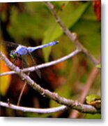Dragonfly And Tree Frog Metal Print