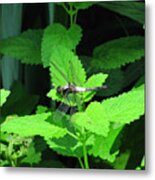 Dragonfly At Rest Metal Print