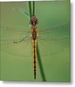 Dragonfly Gold Metal Print