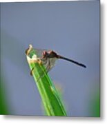 Dragonfly In Costa Rica Metal Print