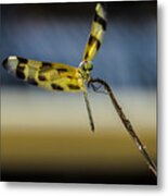 Dragonfly In The Wind Metal Print