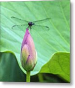 Dragonfly Landing On Lotus Metal Print