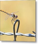 Dragonfly On Barbed Wire Metal Print