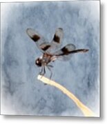 Dragonfly On Edge Metal Print