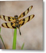 Dragonfly On Grass Metal Print