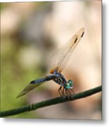 Dragonfly Ref.13 Metal Print