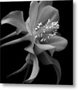 Dreamy Columbine Metal Print