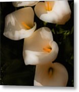 Dreamy Lilies Metal Print