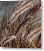 Dried Desert Grass Plumes In Honey Brown Metal Print