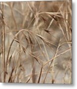 Dried Wheat Grass In Socal Sun Metal Print