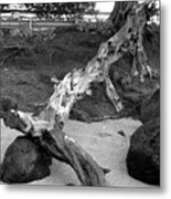 Drift Wood Metal Print