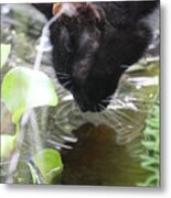 Drinking Kitty Metal Print