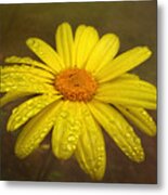 Drops On The Daisy Metal Print
