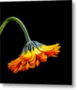 Drowsy Daisy Metal Print