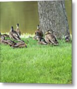 Duck Famly Metal Print