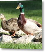 Ducks Metal Print