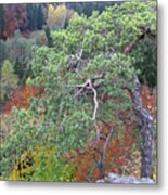 Dwarf Pine Trees Over The Autumn Forest Metal Print