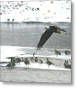 Eagle - Des Moines River 1 Metal Print