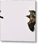 Eagle And Raven-the Chase Metal Print