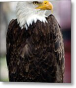 Eagle Metal Print