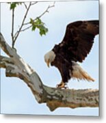 Eagle Flying Lessons 1 Metal Print