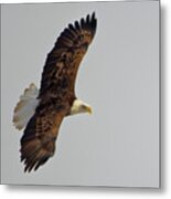 Eagle In Flight Metal Print