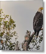 Eagle In Tree Top Metal Print