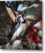 Eagle Lakes Park - Northern Blue Jay At Rest Metal Print