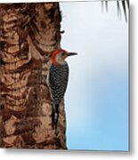 Eagle Lakes Park - Red-bellied Woodpecker Peering For Next Tree Metal Print