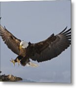 Eagle Landing Metal Print