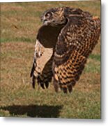 Eagle Owl On The Hunt 2 Metal Print