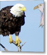 Eagle Reflection Metal Print