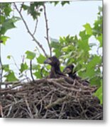 Eaglets In The Nest 5 Metal Print