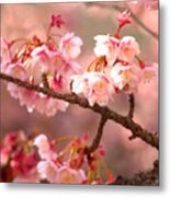 Early Cherry Blossoms Metal Print
