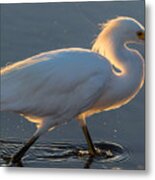 Early Morning Light On Egret Metal Print